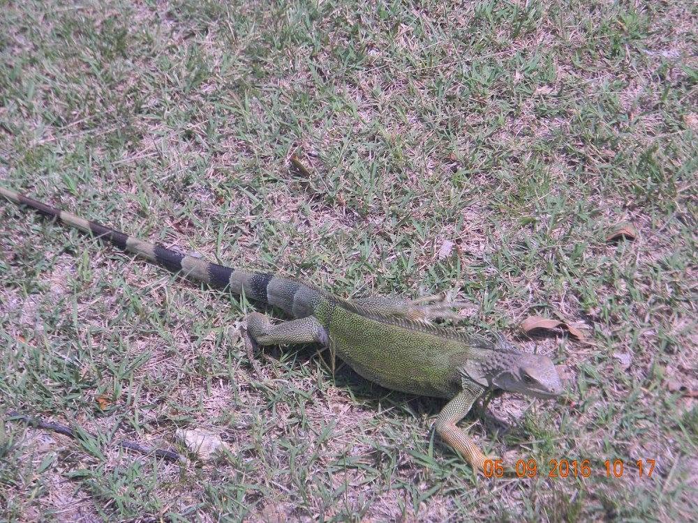 Large green iguana resting on the grass near Punta Higüero Lighthouse in Rincón, Puerto Rico, during our May 2016 visit.