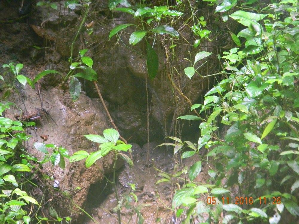 Camouflaged cave arachnid among wet limestone and tropical vegetation inside the Río Camuy Caves in Puerto Rico.