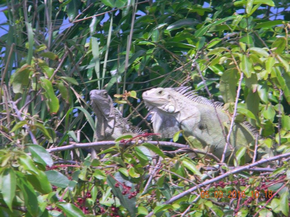 Two large iguanas perched together among the trees near Punta Higüero Lighthouse in Rincón, Puerto Rico.