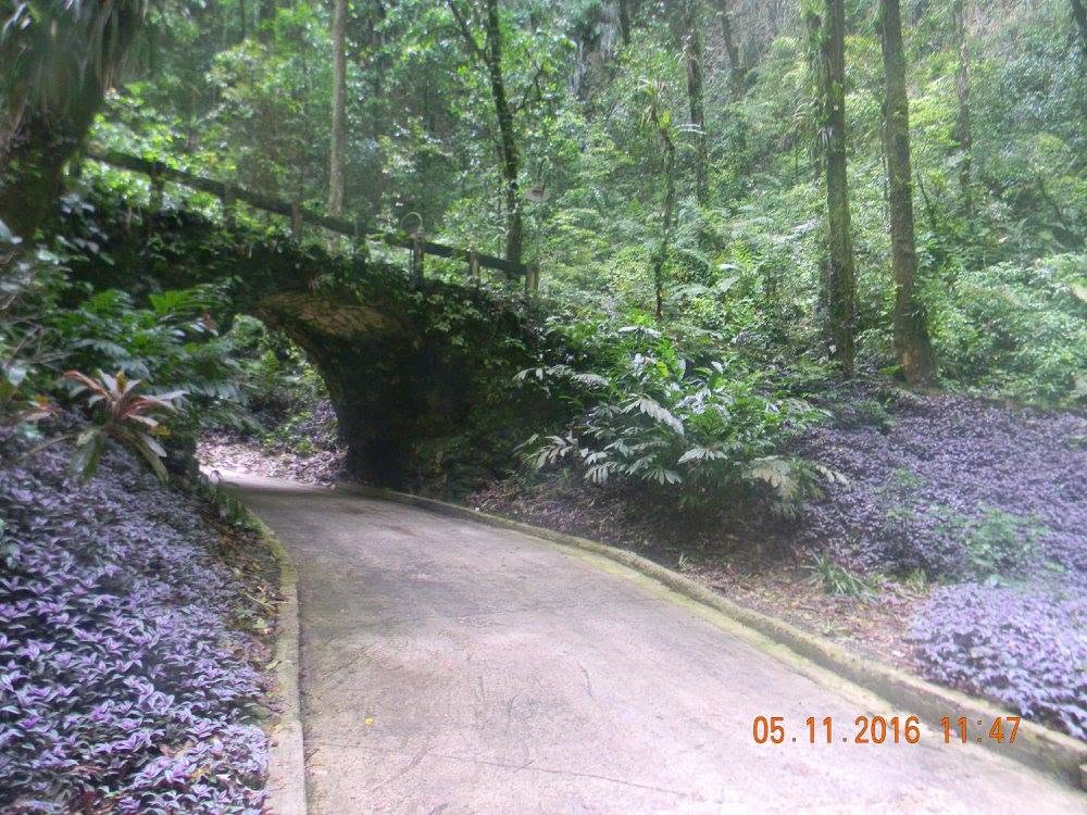 Curving path surrounded by dense tropical forest at the Río Camuy Caves in Puerto Rico.