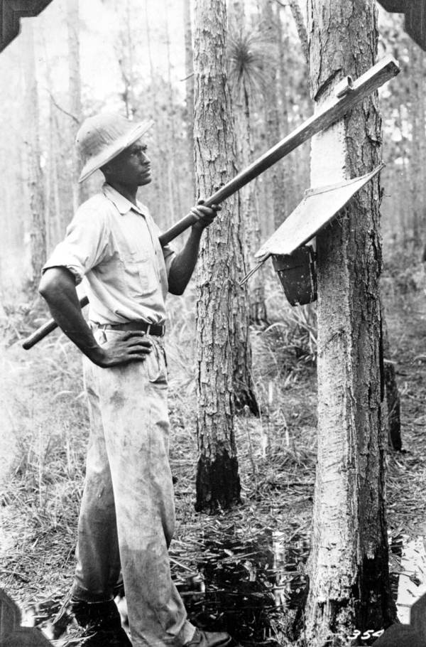 Historic photograph of a turpentine worker harvesting resin from a pine tree in a Florida forest.