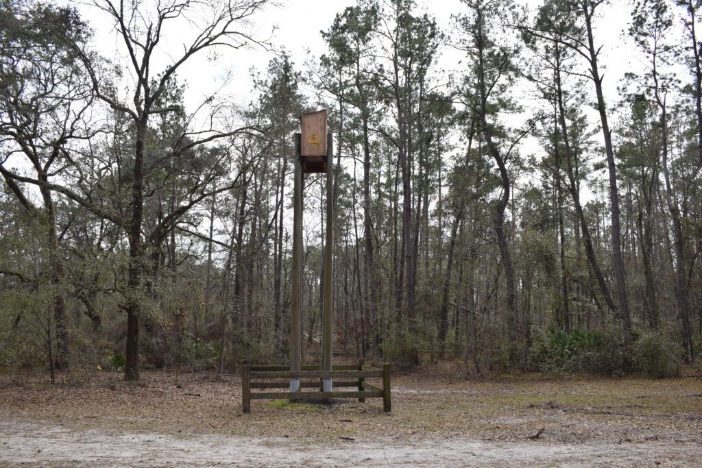 Historic bat tower standing among the pine trees at Big Shoals State Park near White Springs, Florida.