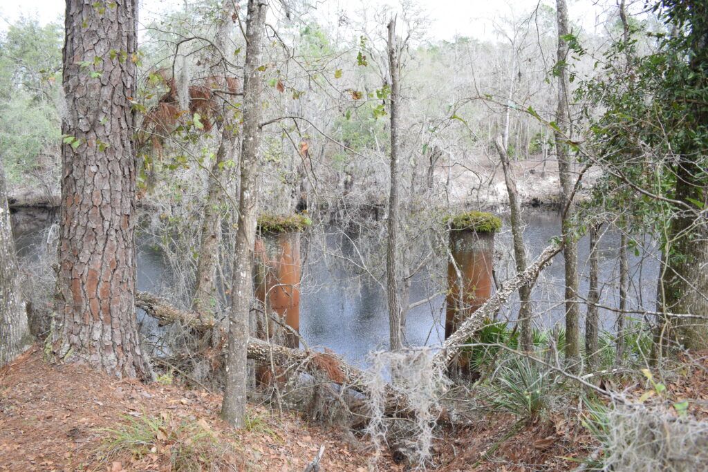 Rusted bridge pilings from the old Godwin Bridge standing among trees beside the Suwannee River at Big Shoals State Park.