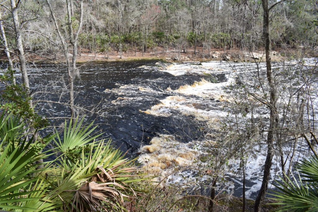Big Shoals whitewater rapids flowing through the forest along the Suwannee River near White Springs, Florida.