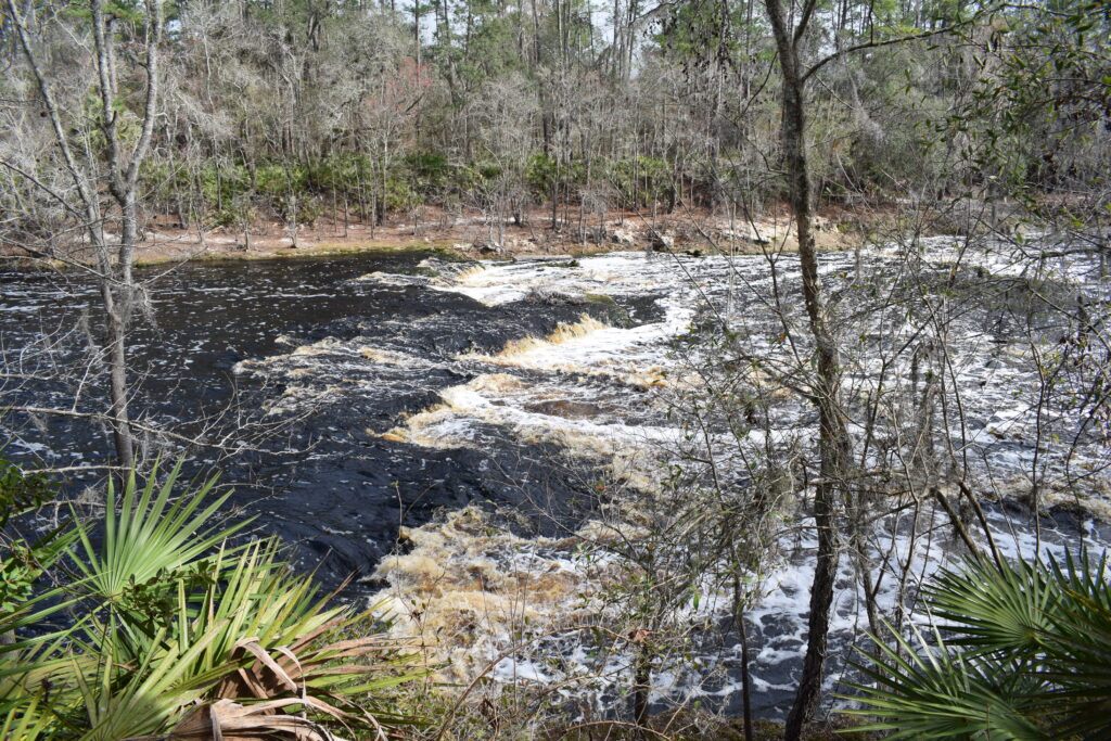 Rapids flowing through the dark waters of the Suwannee River at Big Shoals State Park near White Springs, Florida.