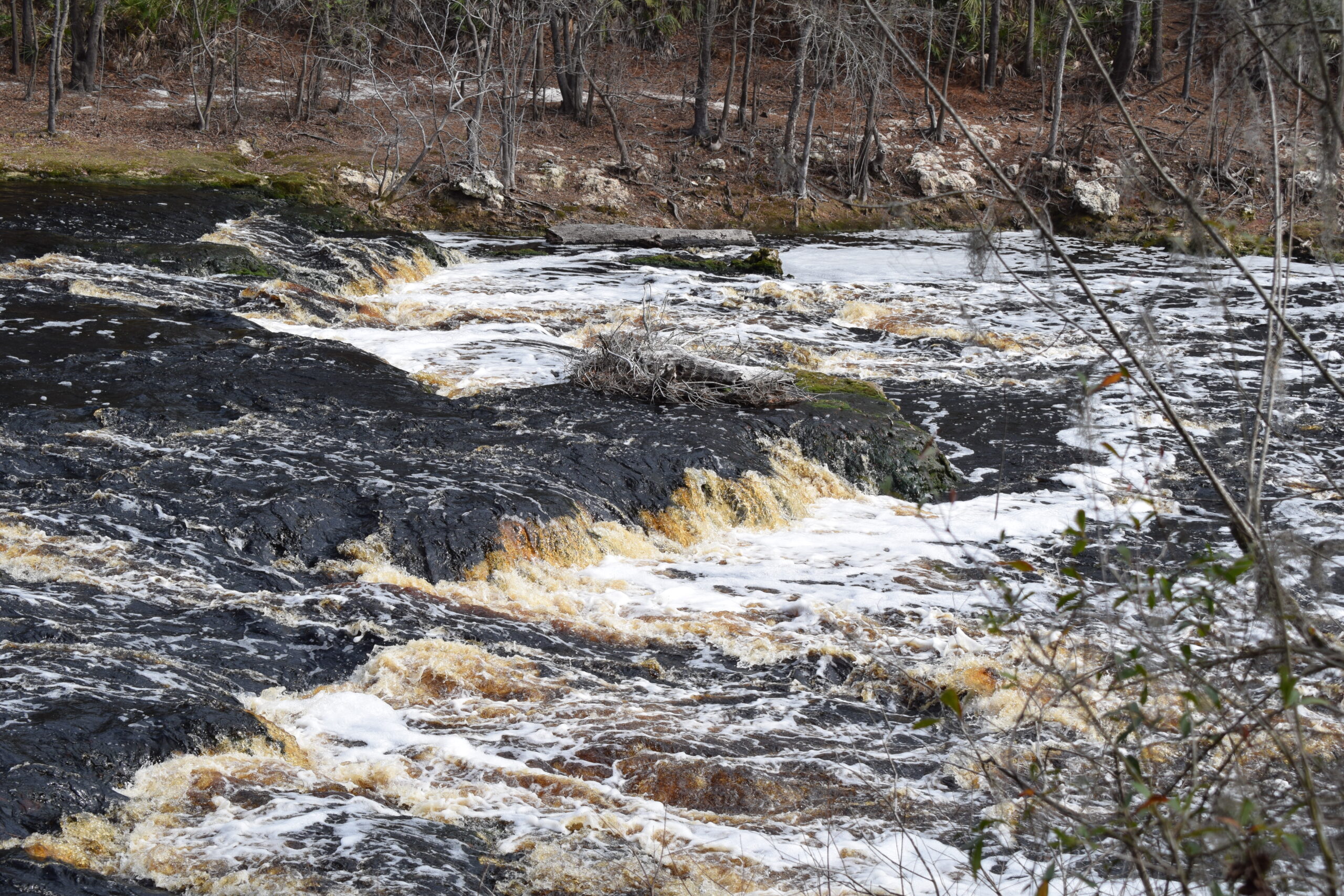 Whitewater rapids flowing over dark limestone at Big Shoals State Park along the Suwannee River in Florida.