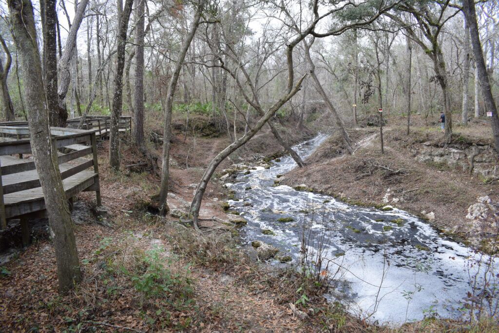 Dark tannin-stained Falling Creek flowing through the wooded landscape beside a boardwalk near Lake City, Florida.