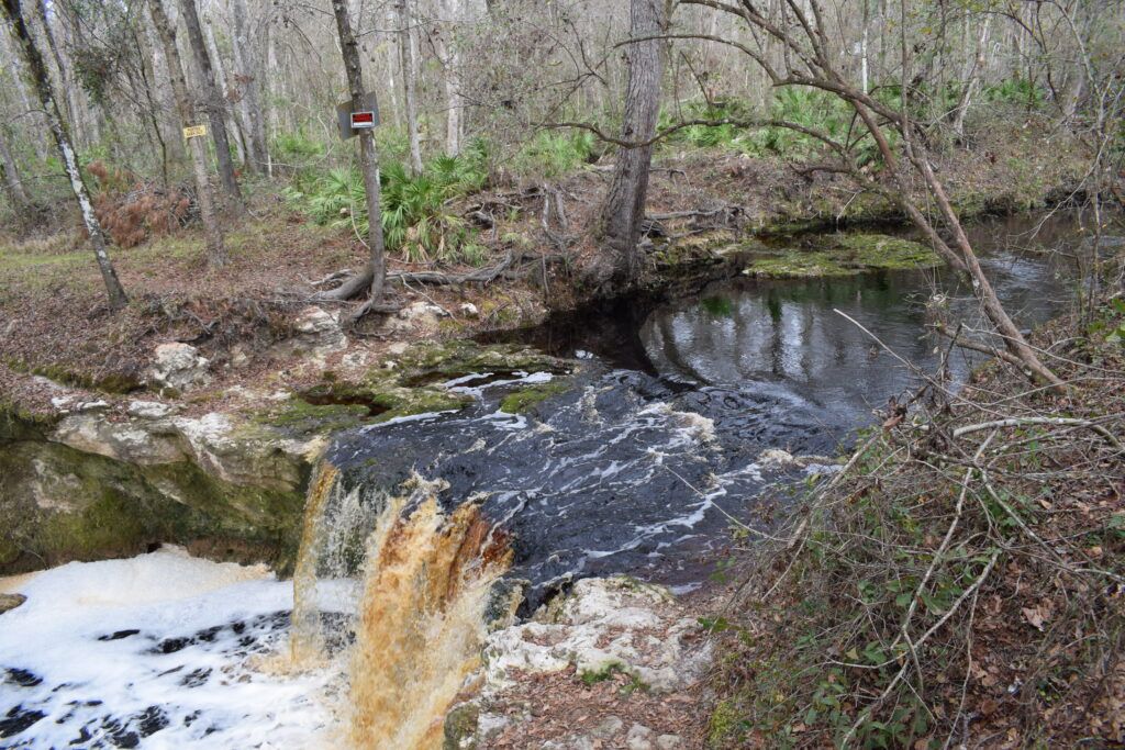 Dark tannin-stained water flowing through Falling Creek before cascading over the limestone waterfall near Lake City, Florida.