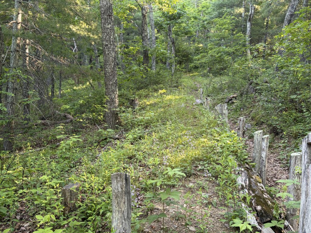 Overgrown trail through the surviving earthworks of Fort Edward Johnson on Shenandoah Mountain in Virginia
