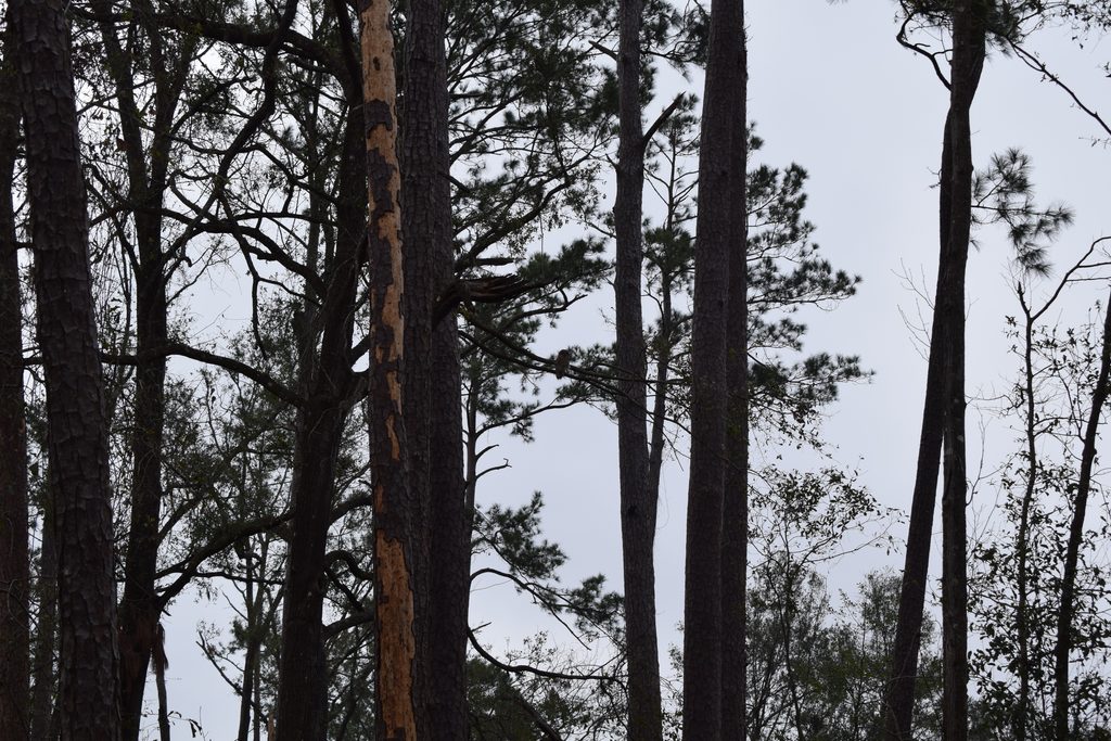 A small owl perched on a pine tree branch high above the forest floor at Suwannee River State Park, surrounded by tall trees against an overcast sky.