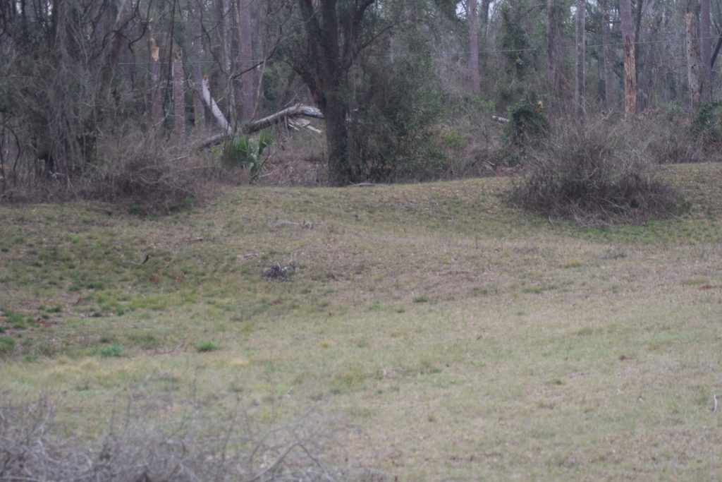 Low grassy earthen embankments surrounded by trees and brush along the historic Civil War Earthworks Trail at Suwannee River State Park in Florida.