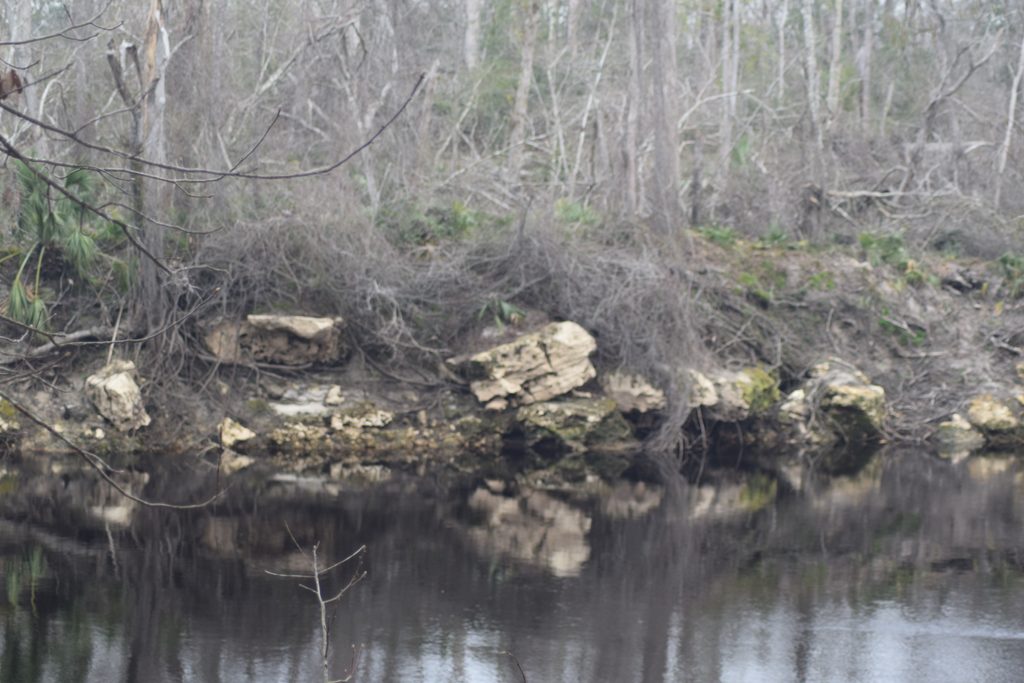 Dark, reflective river water bordered by exposed limestone rocks, tangled branches, and dense woodland vegetation at Suwannee River State Park in Florida.