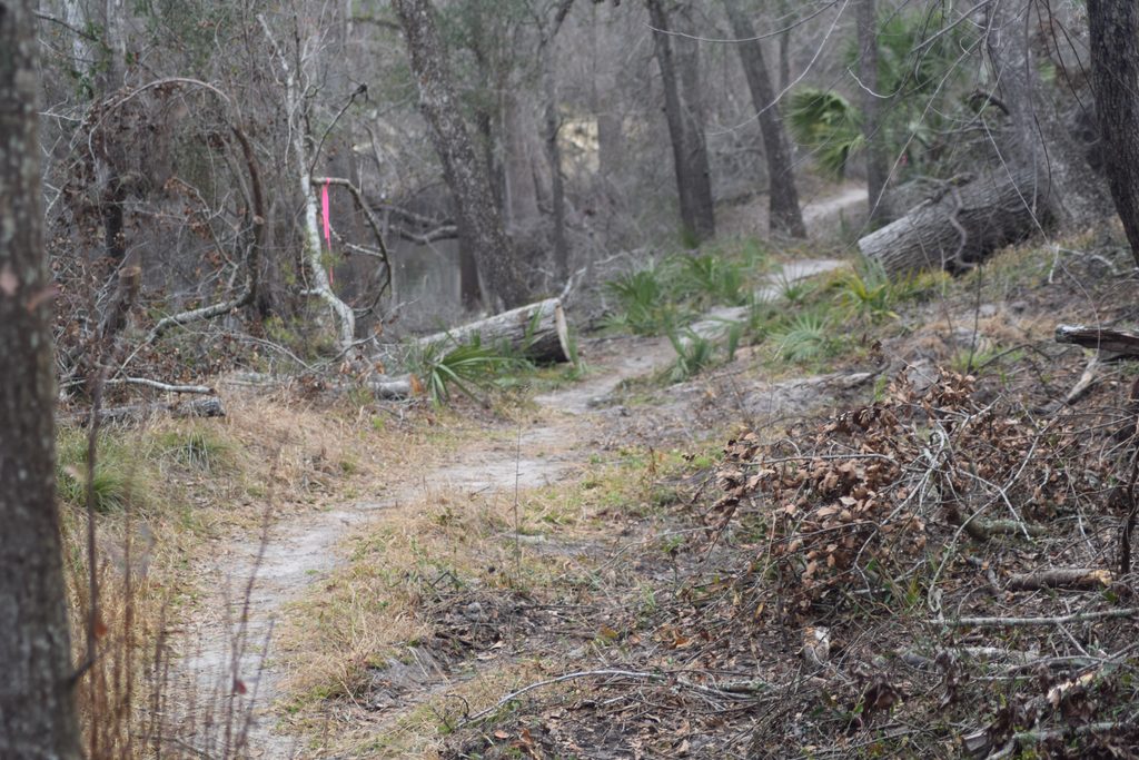 Narrow sandy hiking trail winding through dense woodland, fallen trees, palmettos, and underbrush at Suwannee River State Park in Florida.