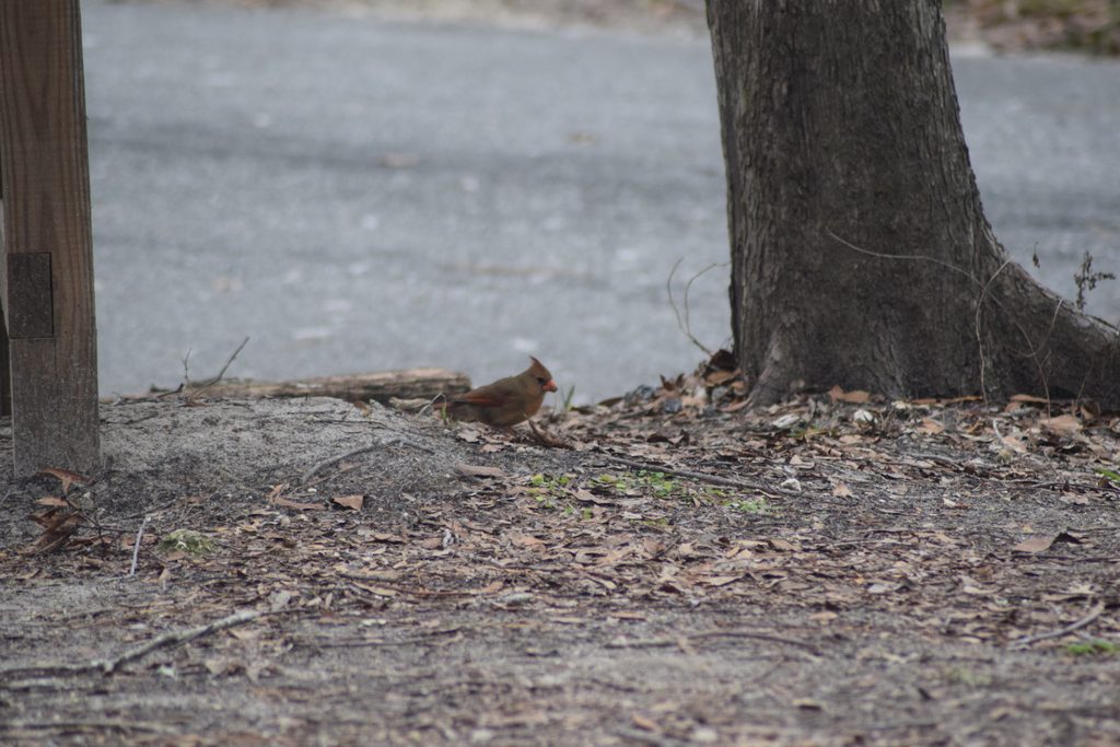 Female Northern Cardinal with warm brown feathers, a reddish crest, and orange beak standing among fallen leaves and exposed tree roots at Suwannee River State Park in Florida.