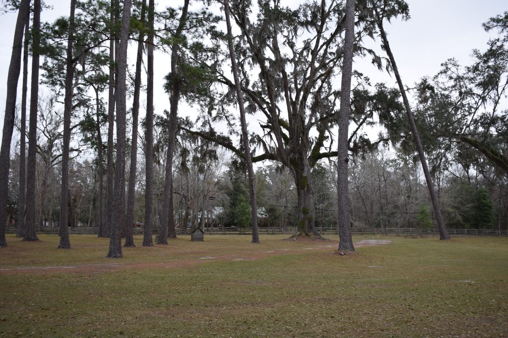 Pine trees and a moss-draped oak on the historic grounds of Falling Creek Methodist Church near Lake City, Florida