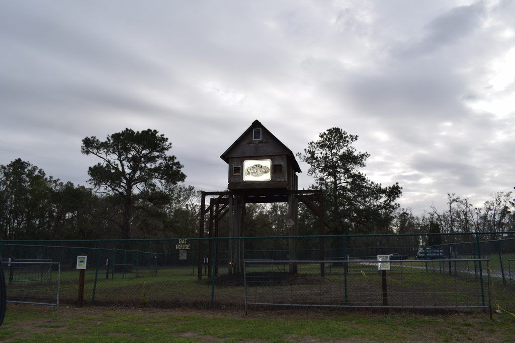 Wide view of the Giant Bat House at Spirit of the Suwannee Music Park in Live Oak, Florida, showing the elevated wooden tower, fenced viewing area, and surrounding pine trees beneath a cloudy sky.