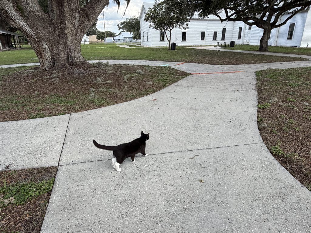 Black-and-white tuxedo cat walking along a concrete pathway beneath large oak trees at Homeland Heritage Park, with historic white wooden buildings in the background.